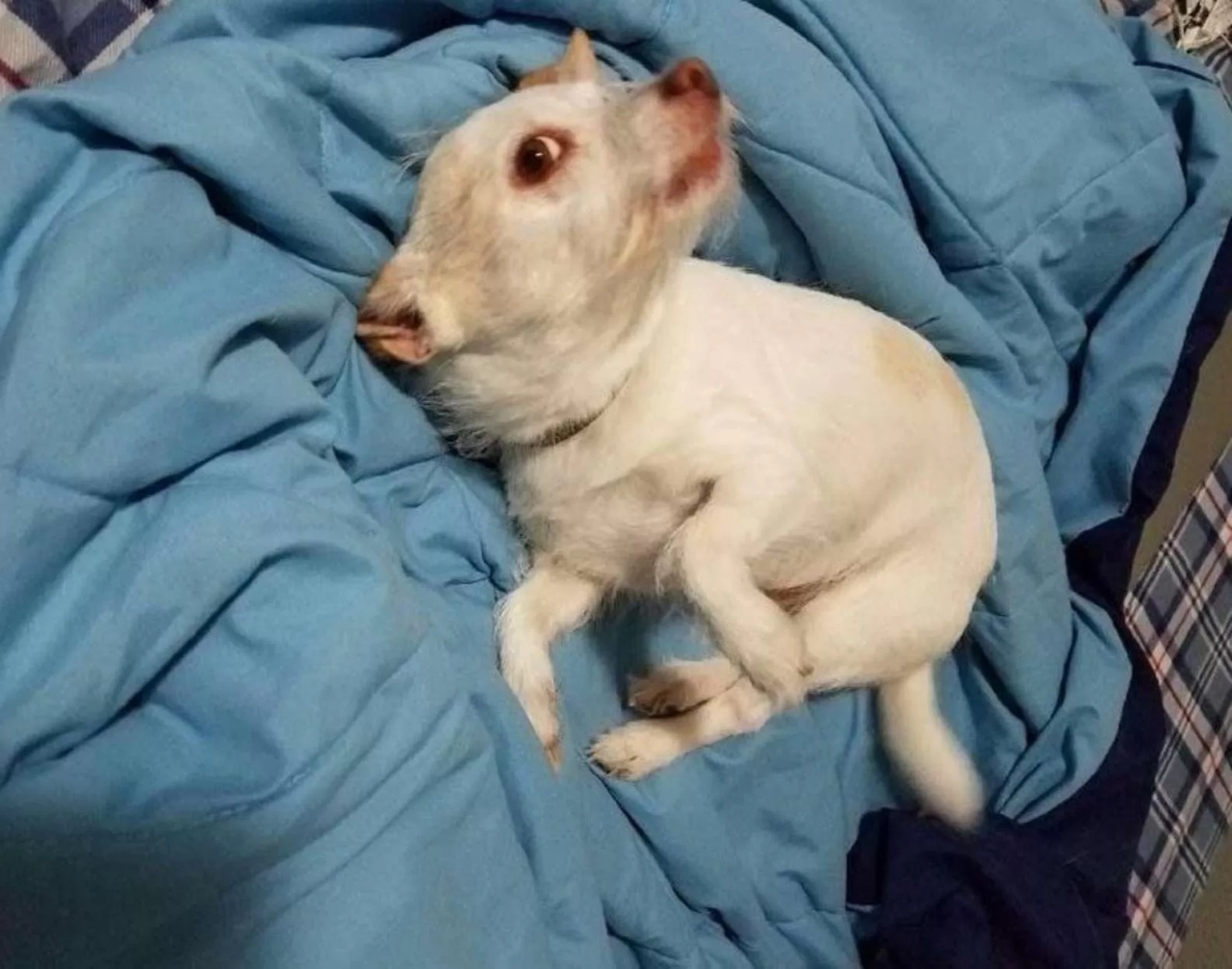 Foto di un cane che sembra una capra