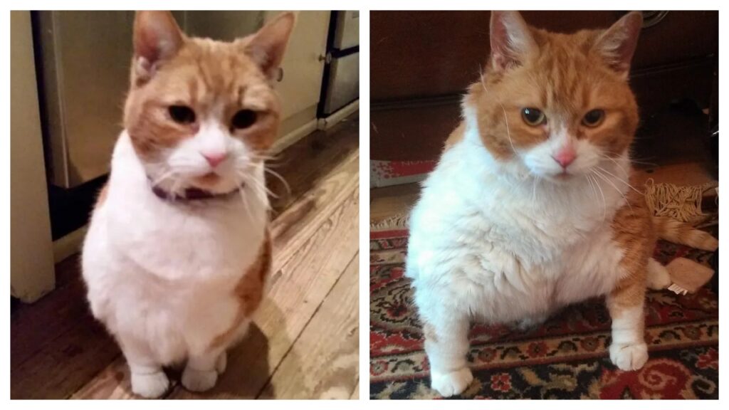 La storia di una gatta sovrappeso che riesce a cambiare vita