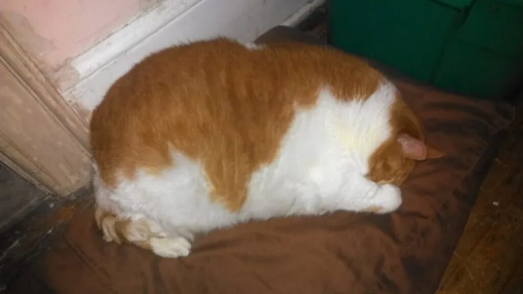 La storia di una gatta sovrappeso che riesce a cambiare vita