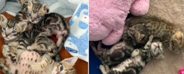 Gattini trovati un una fogna salvati da una volontaria