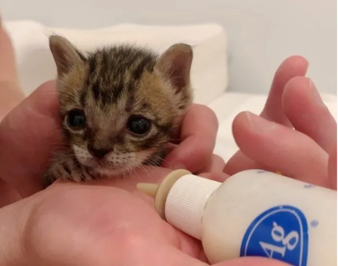 Gattini trovati un una fogna salvati da una volontaria