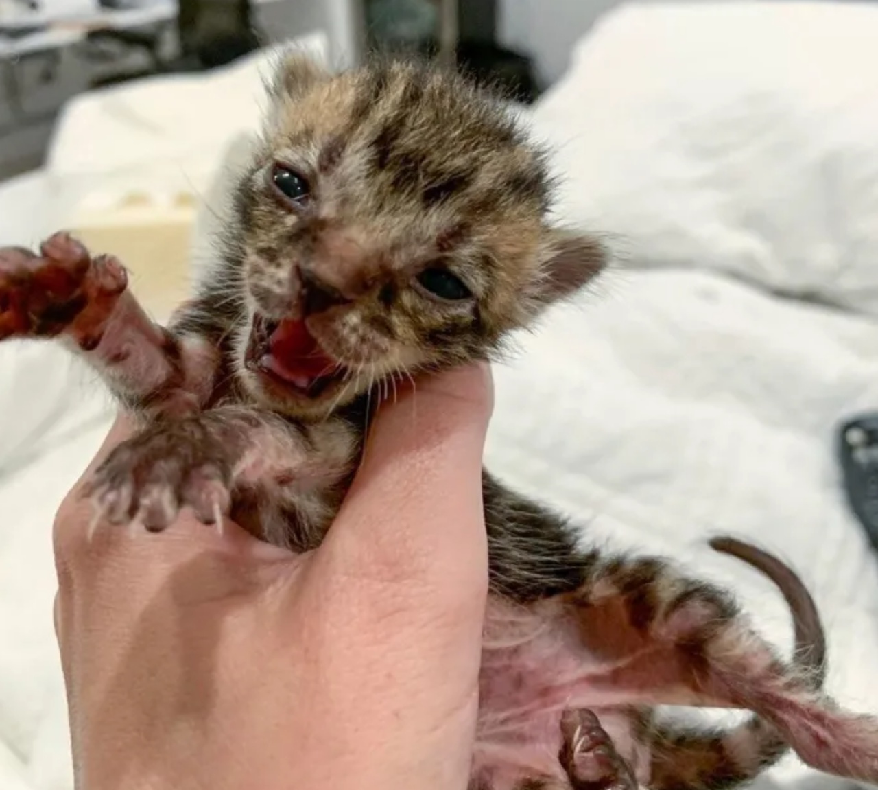 Gattini trovati un una fogna salvati da una volontaria