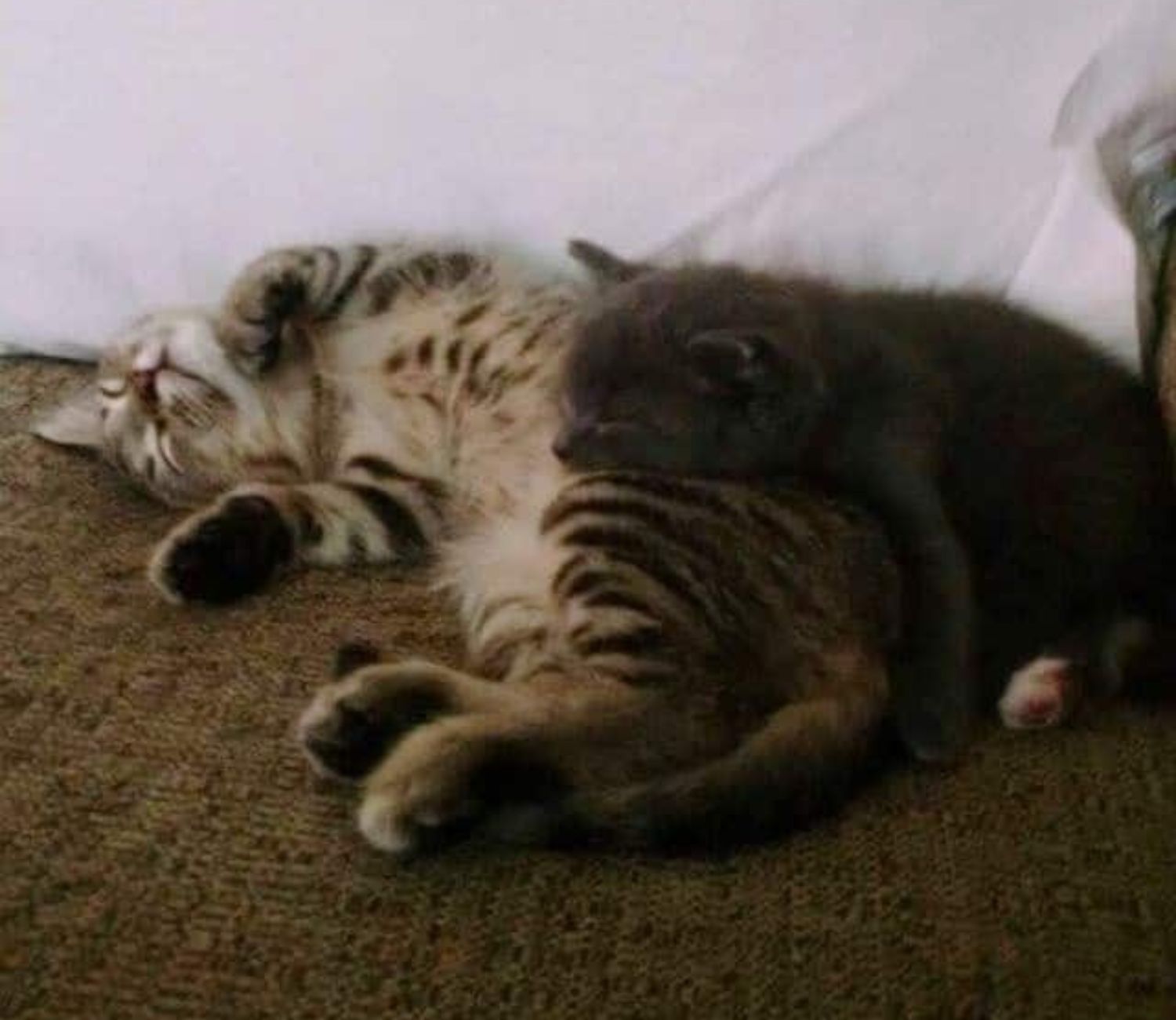 Gattini che dormono insieme 