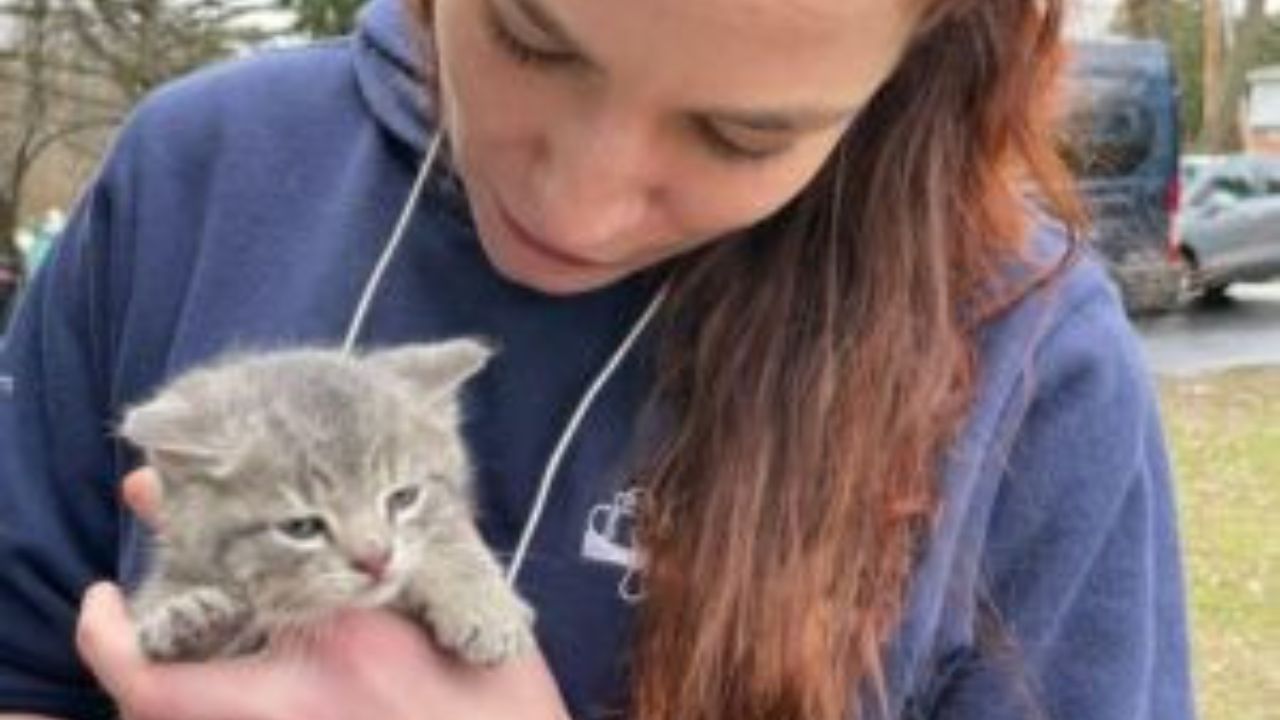 Veterinaria con gattino