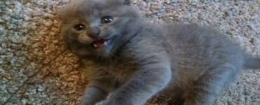 Piccolo gattino grigio