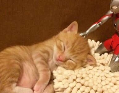 Gattino che dorme