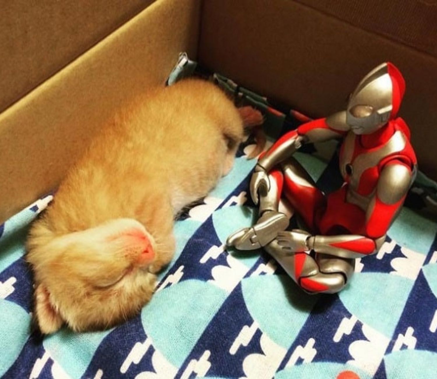 Gatto e Ultraman