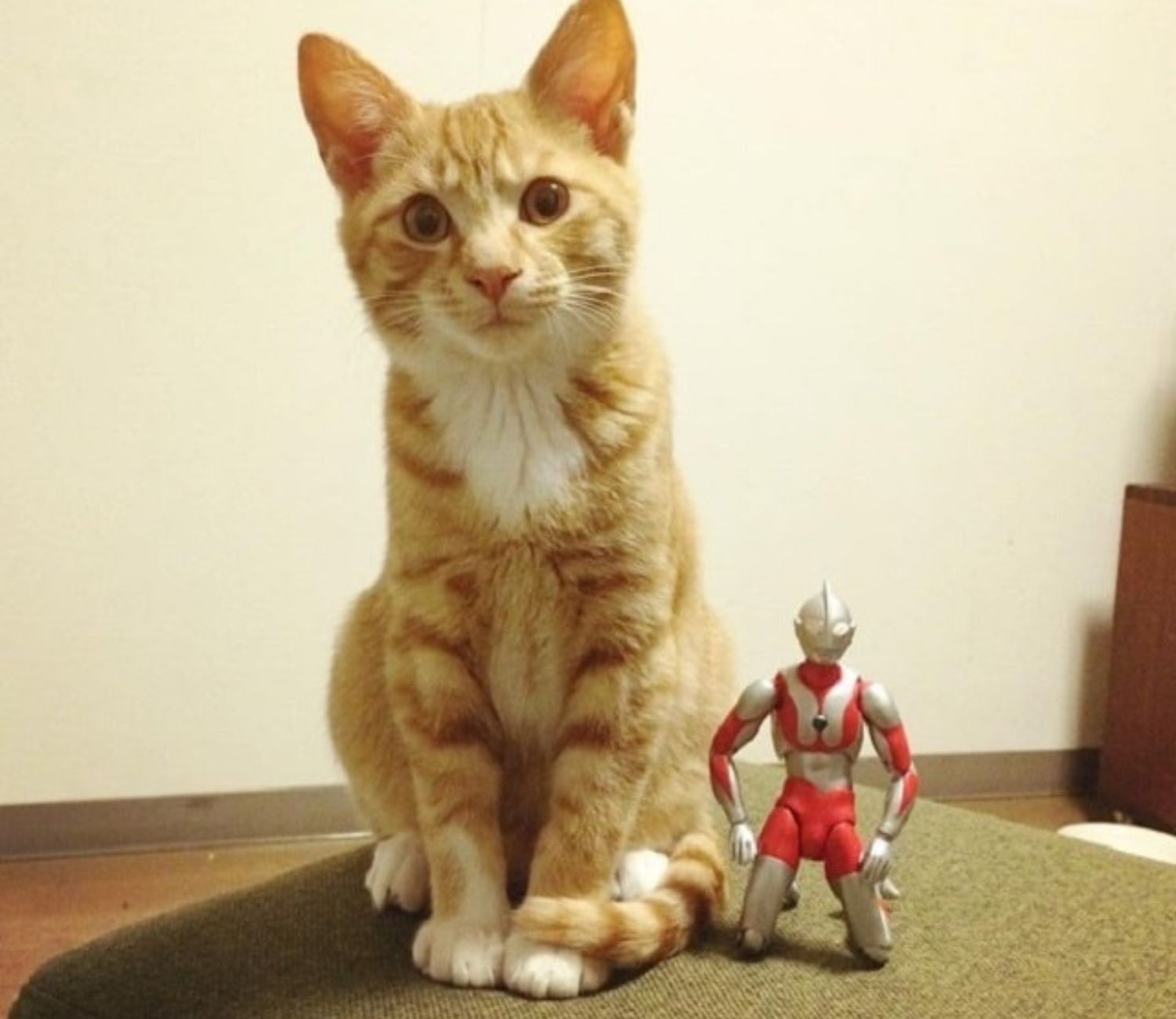 Gatto e supereroe