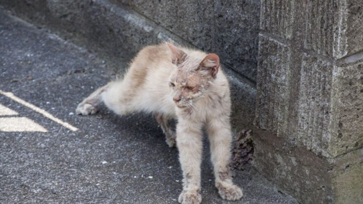 Gatto in brutte condizioni