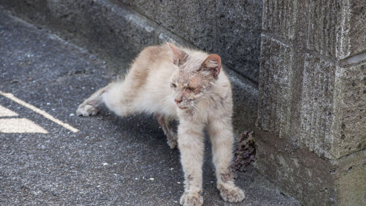 Gatto randagio