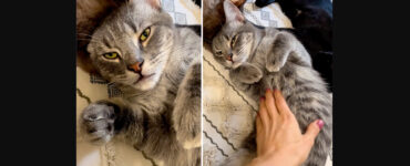 Gatto soriano