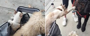 Gatto accarezza cagnolino, è qualcosa di meraviglioso