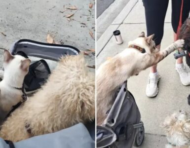 Gatto accarezza cagnolino, è qualcosa di meraviglioso
