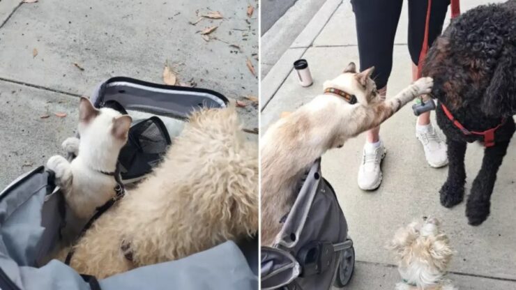 Gatto accarezza cagnolino, è qualcosa di meraviglioso