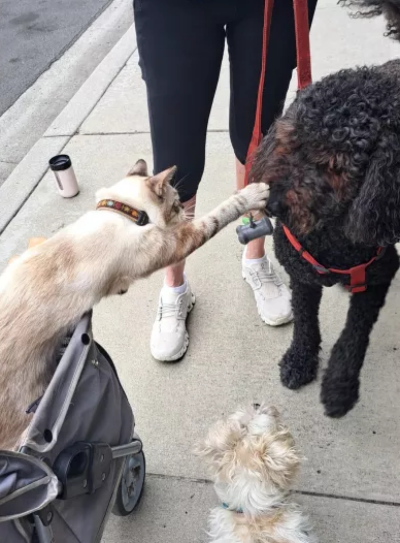 Gatto accarezza cagnolino, è qualcosa di meraviglioso