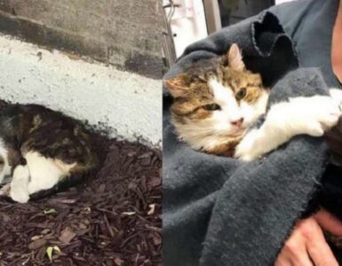 Gatto adottato da dei volontari che gli hanno migliorato la vita