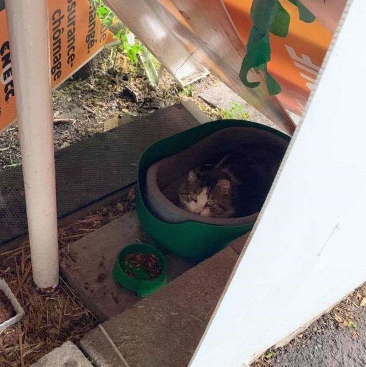 Gatto adottato da dei volontari che gli hanno migliorato la vita