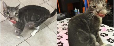Gatto con malformazione al viso viene salvato dai volontari