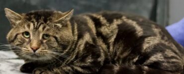 Gatto con una triste espressione conquista il web