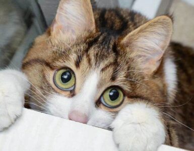 Gatto disabile fa facce buffe e diventa famoso