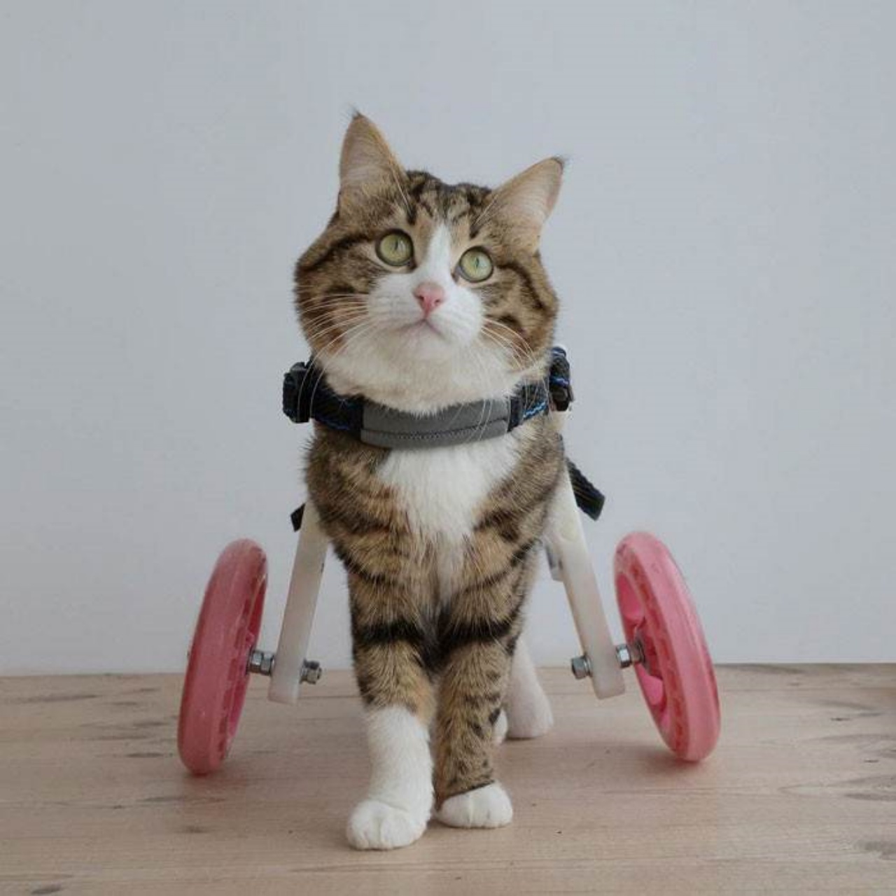 Gatto disabile fa facce buffe e diventa famoso