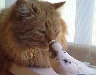 Gatto e pappagallino fanno amicizia e diventano inseparabili