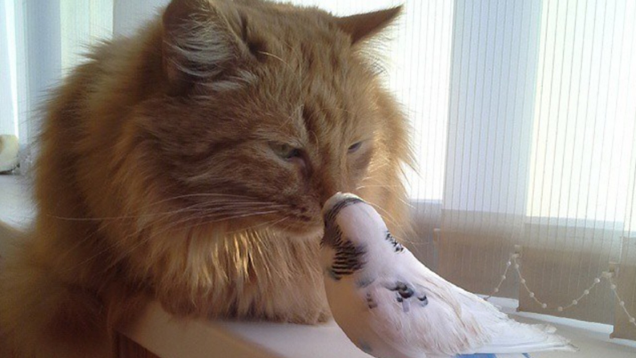 Gatto e pappagallino fanno amicizia e diventano inseparabili