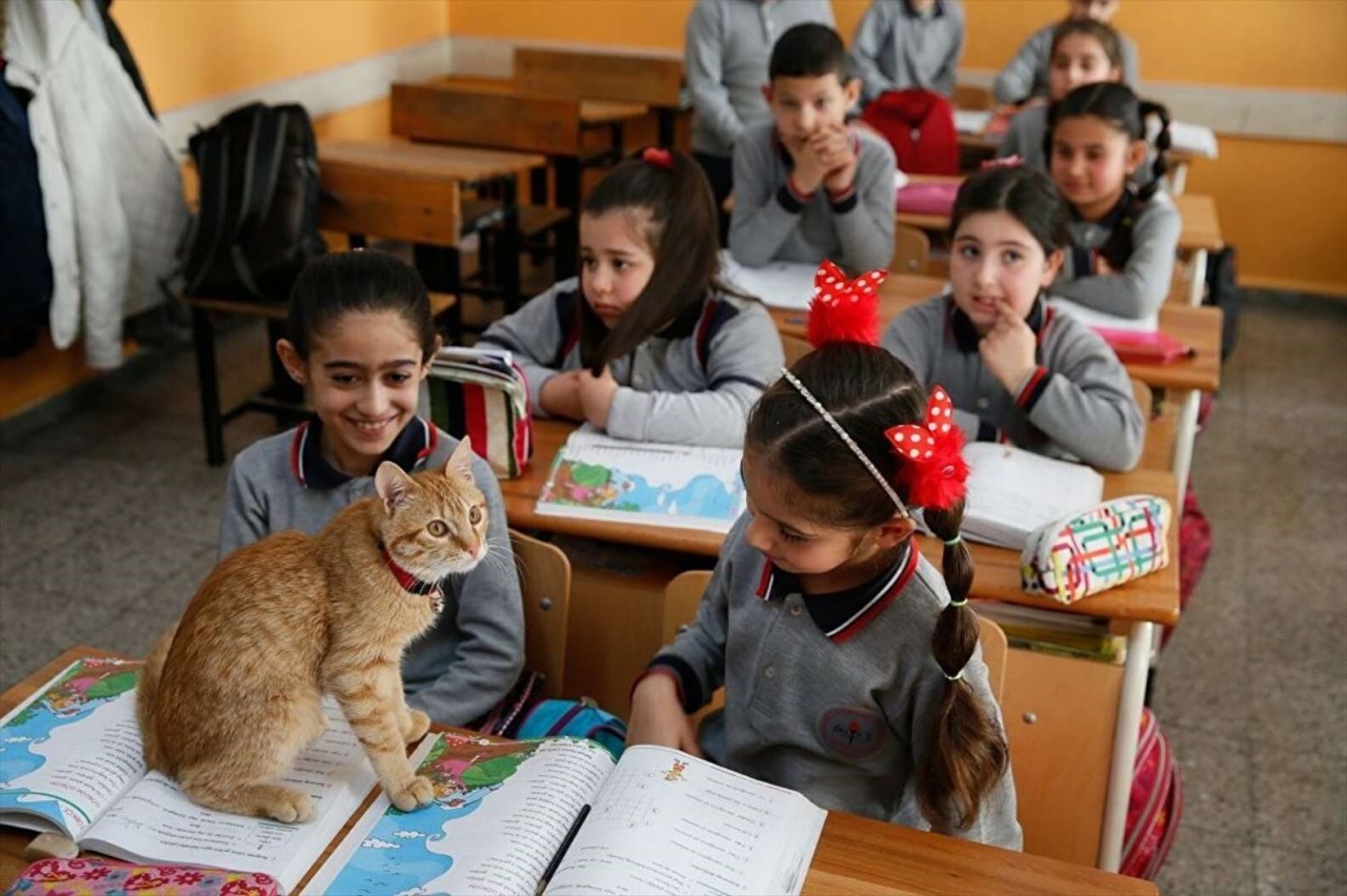 Gatto diviene la mascotte di terza elementare