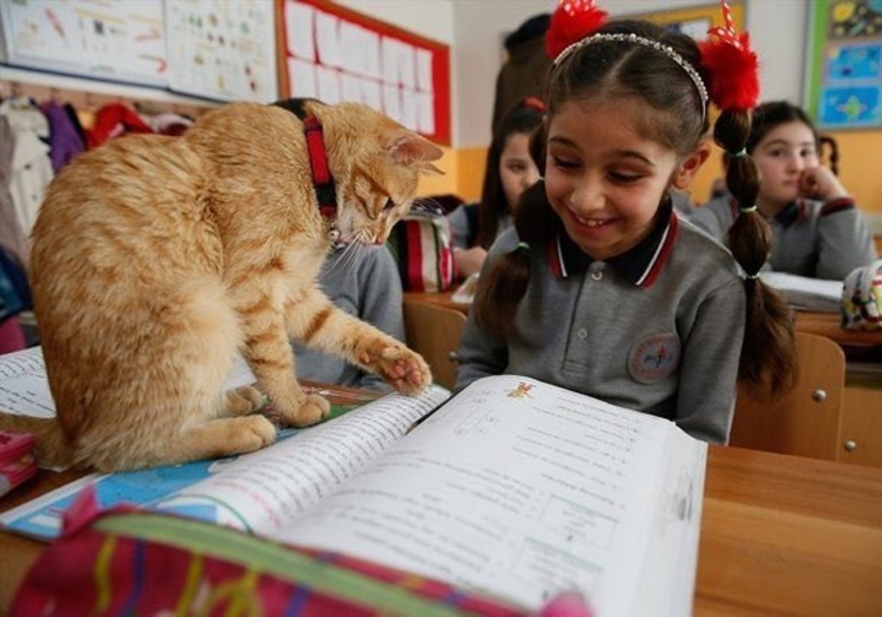 Gatto diviene la mascotte di terza elementare