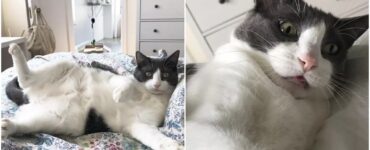 Gatto troppo vivace