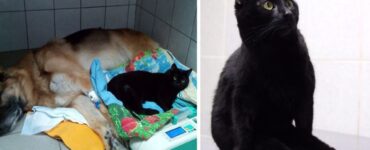 Gatto nero paralizzato