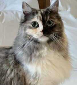 Gatto sembra aere due facce