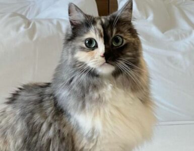 Gatto sembra aere due facce