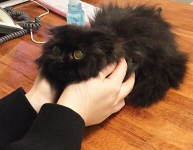 Gimo è il gatto più carino