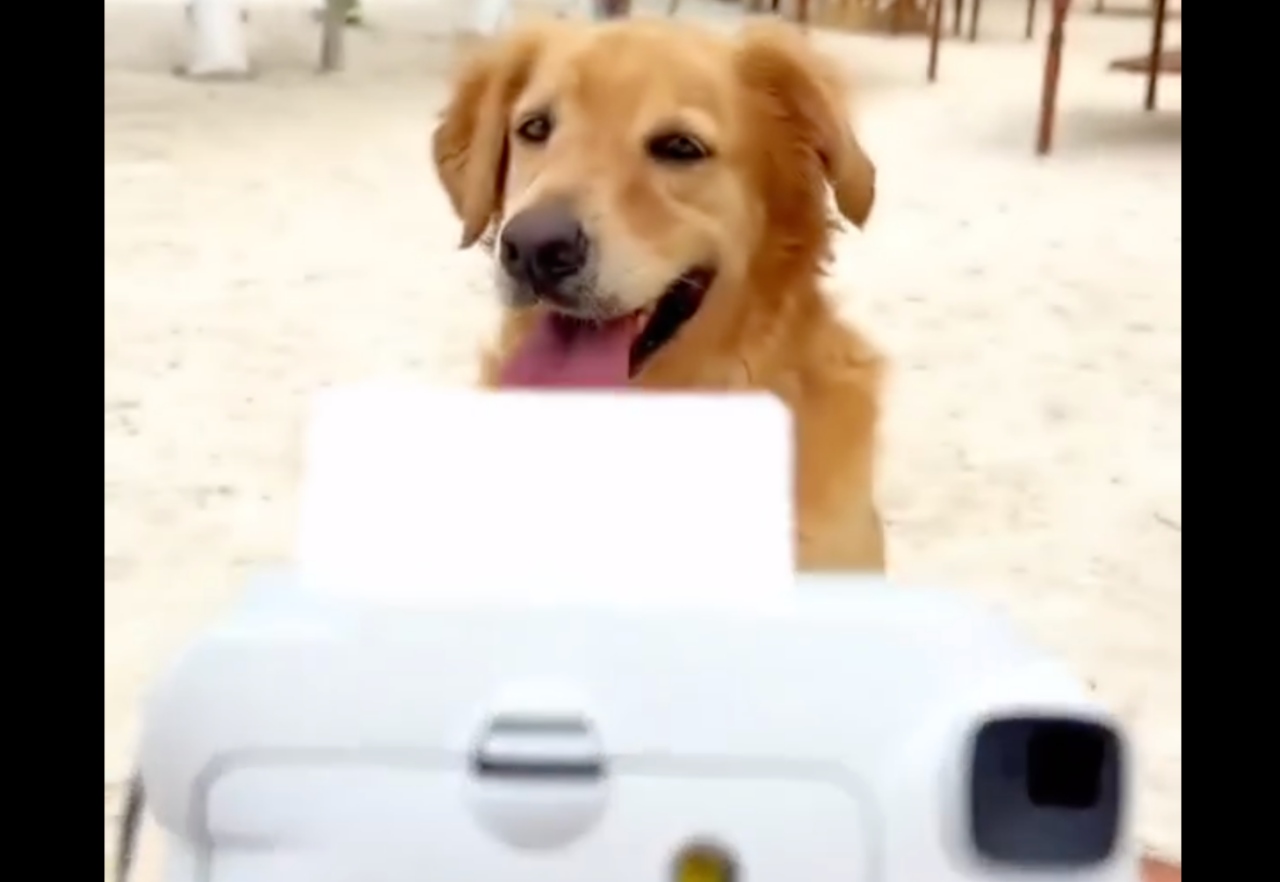 Golden Retriever, la mascotte del matrimonio