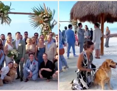 Golden Retriever, la mascotte del matrimonio
