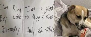 Cagnolino abbandonato con una lettera