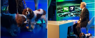 Mentana conduce il telegiornale insieme ai suoi due cani