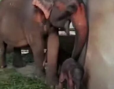 Nascono due gemelli elefanti in uno zoo in Asia