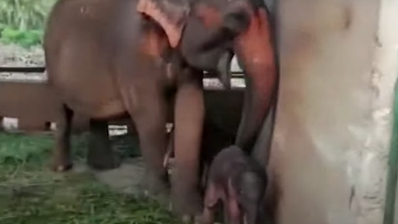 Nascono due gemelli elefanti in uno zoo in Asia