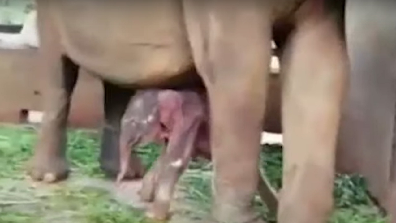 Nascono due gemelli elefanti in uno zoo in Asia