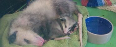 Opossum ed il suo bambino
