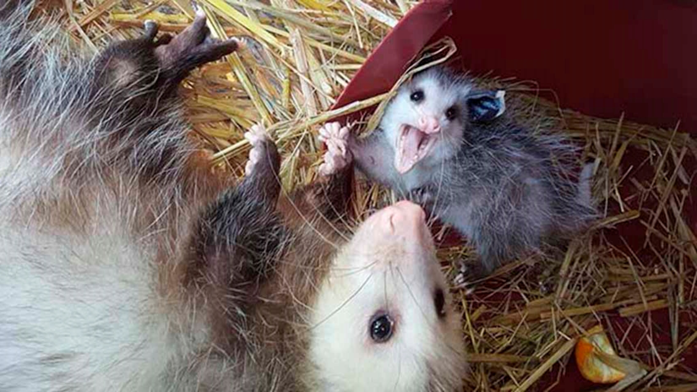 Opossum ed il suo bambino