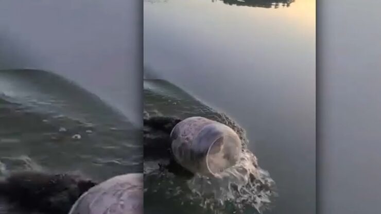 Orso con la testa incastrata in una bottiglia di plastica