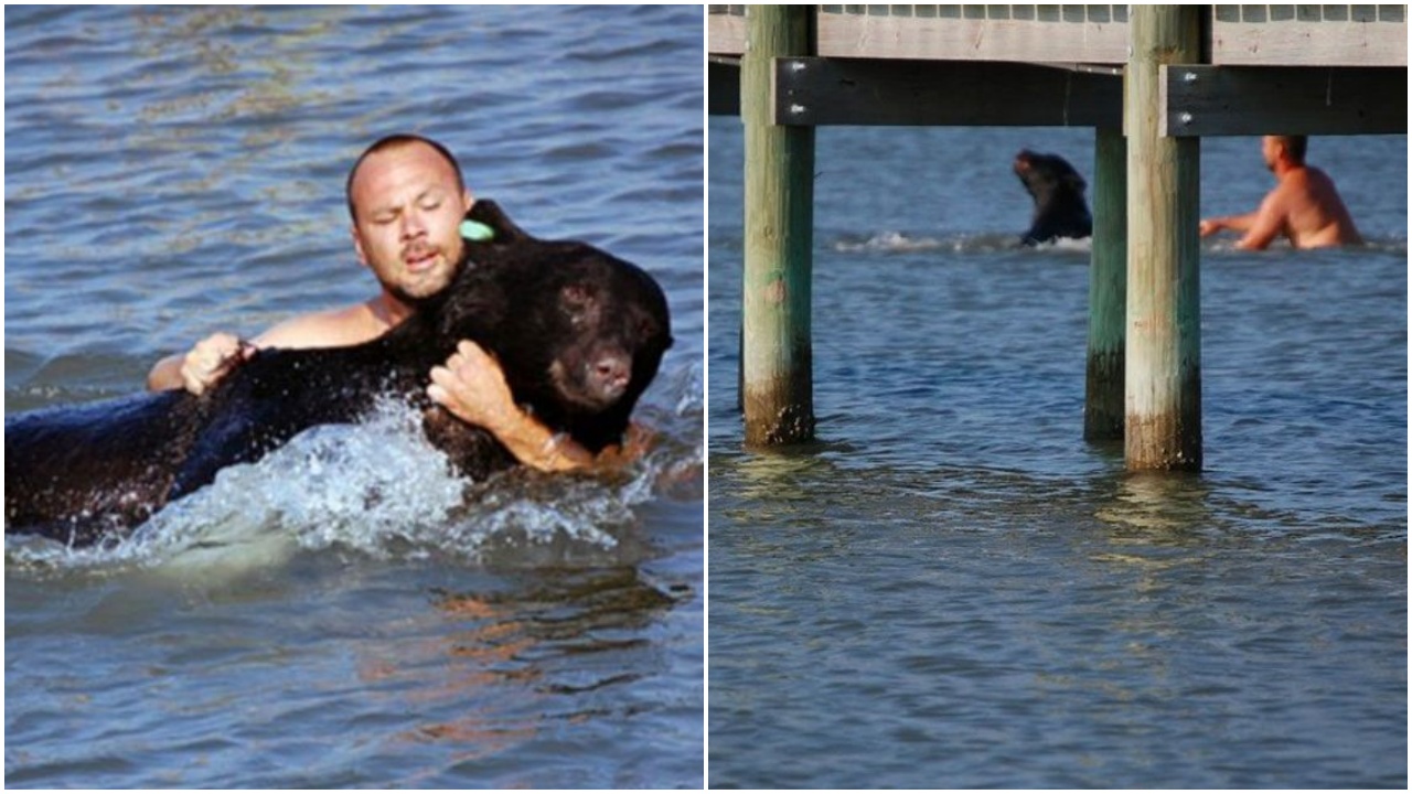 Orso si butta in acqua dopo essere stato sparato dal dardo tranquillizzante