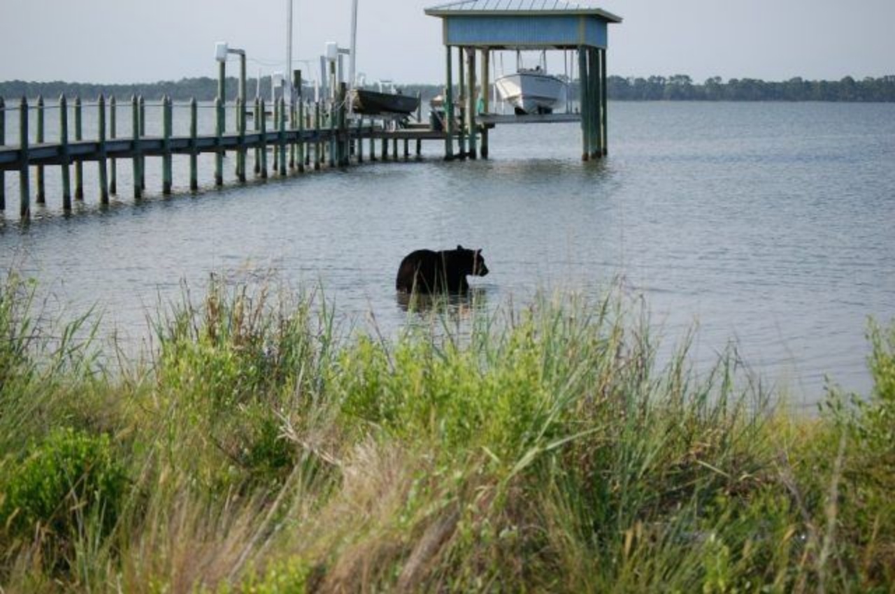 Orso si butta in acqua dopo essere stato sparato dal dardo tranquillizzante