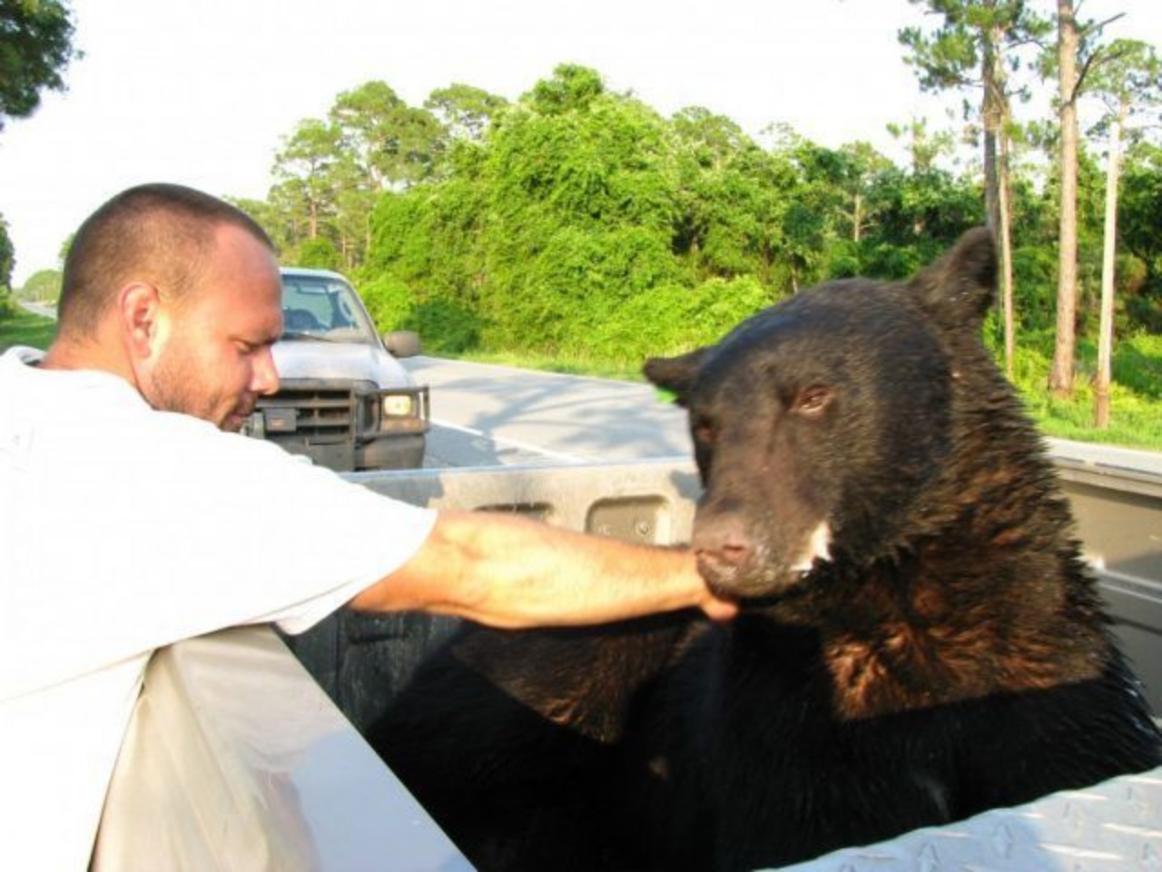 Orso si butta in acqua dopo essere stato sparato dal dardo tranquillizzante