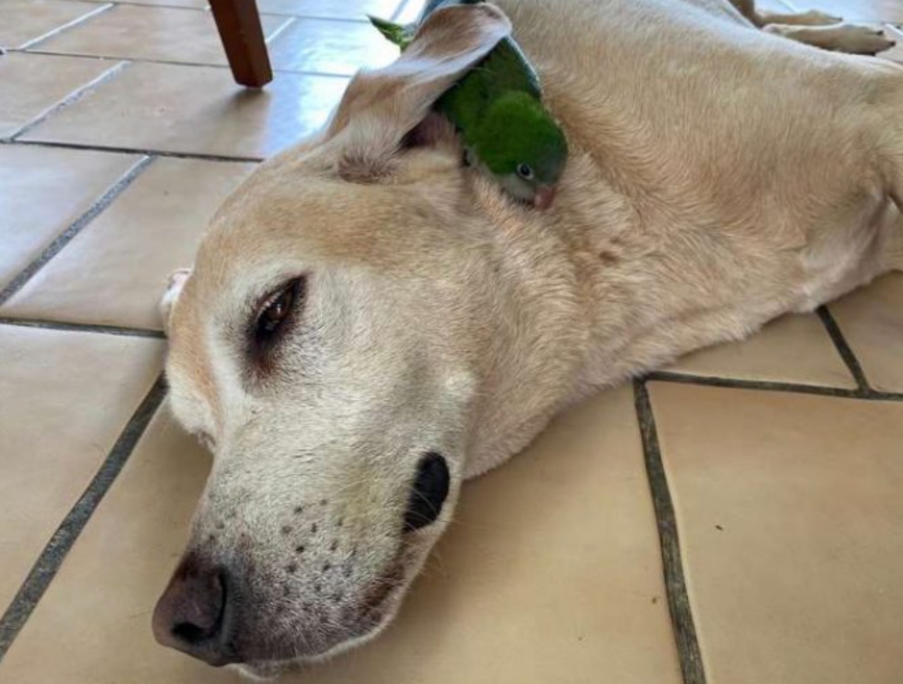 Pappagallo viene salvato da un cagnolino