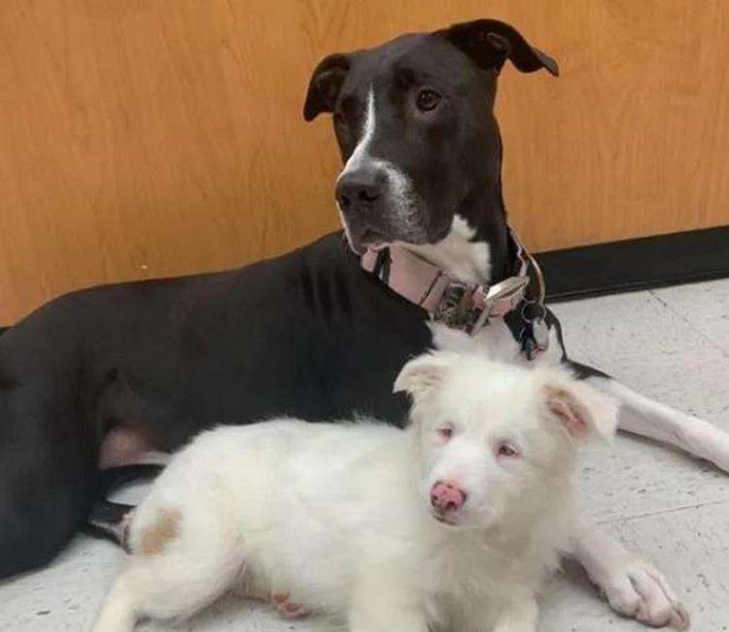 Due cani fanno amicizia 
