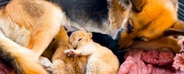 Pastore tedesco adotta cuccioli di leone, rifiutati dalla madre